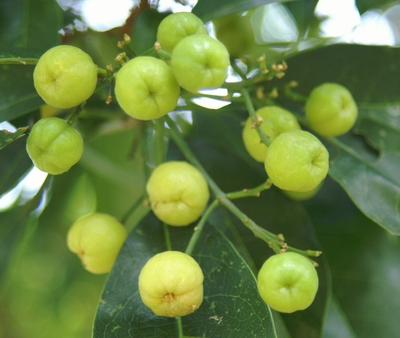 多要素氣象站：油柑種植需要什么樣的氣候條件？