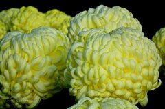 一朵菊花開出七種顏色？用手持氣象站種菊